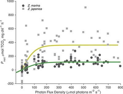 Moderate Increase in TCO2 Enhances Photosynthesis of Seagrass Zostera japonica, but Not Zostera marina: Implications for Acidification Mitigation